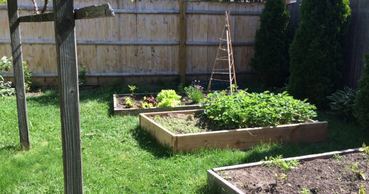 Vegetable garden planted